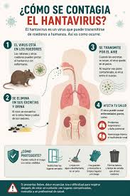 Hantavirus: MSP descarta riesgo de transmisión en Uruguay tras casos asociados a crucero internacional